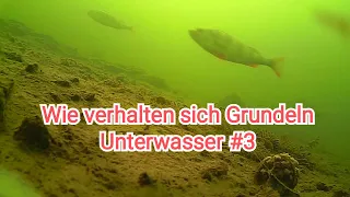 Wie verhalten sich Grundeln Unterwasser bei Gefahr