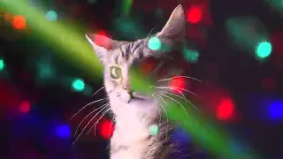 Disco Dancing Cats