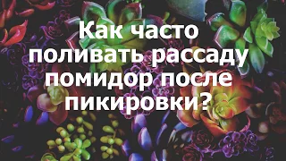 Как часто поливать рассаду помидор после пикировки?