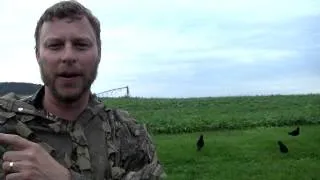 Crow Hunting Tips