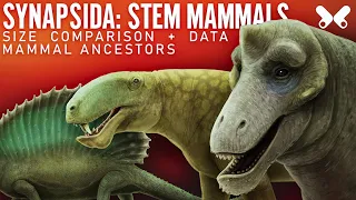 SYNAPSIDS: Stem-Mammals. Size comparison and data. Paleoart