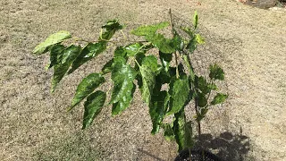 Mulberry harvest pt.2