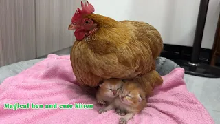 Mother cat invites hen to take care of kittens. The hen hugs the kitten to sleep!🤣So cute and funny