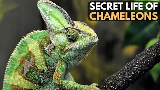 Secret Life of Chameleons | Chromatic Wonder | Nature's Secrets #naturesecrets #chameleons #wildlife