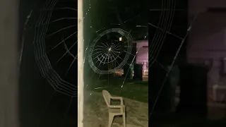 Spider Spinning Its Web - Close-Up #shorts #omg #amazing #spider 🕸️🕷️