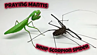 Brutal Fight Between Whip Scorpion Spider and Praying Mantis!