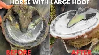 Shire Horse - Hoof Trimming Satisfying Compilation