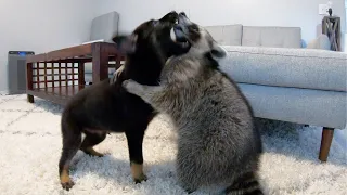 Cheeto our pet raccoon meets our new puppy!