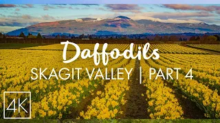 4K Daffodils of Skagit Valley - Admire the Burst of Spring Blossom & Listen to Nature Sounds  - Ep 4