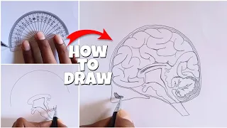 Human Brain Labelled Diagram| how to Draw human Brain Diagram step by step [tutorial]