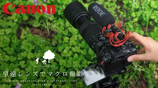 【EOSR6・EF70-300mmF4-5.6 IS II USM】望遠レンズを使ったマクロ写真