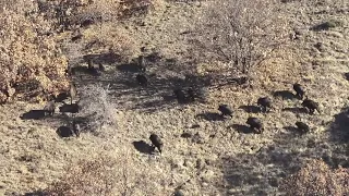 Anadolu'da Mükemmel Bir Domuz Avı / An Excellent Wild Boar Hunting in Anatolia