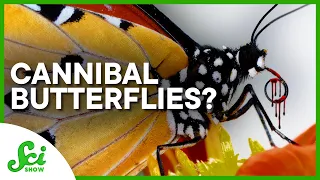 Some Butterflies Are Secretly Cannibals