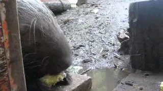 20110816  ヤマアラシのエサの食べ方