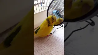 Красиво поёт. Волнистый попугай поёт у зеркала. The budgie sings beautifully in front of the mirror.