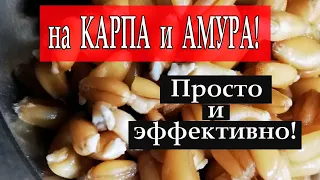 Поразительно уловистая насадка на карпа и амура! Моя супер пшеница для рыбалки. Просто и эффективно!