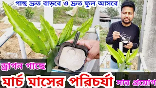 🌵🔥মার্চ মাসে ড্রাগন গাছের পরিচর্যা । সার প্রয়োগ । #dragonfruit @rajgardens