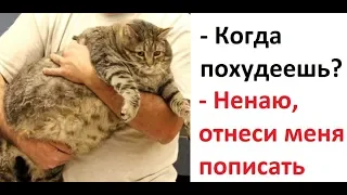 Лютые приколы. ЖИРНЫЙ КОТ (или кость широкая :)))