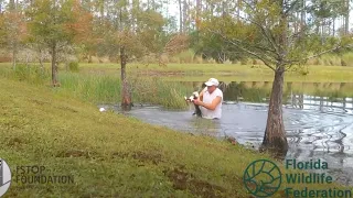 Florida retiree wrestles puppy from jaws of alligator