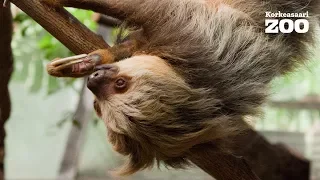 Hoffman's sloth gets yummy food (Choloepus hoffmanni)