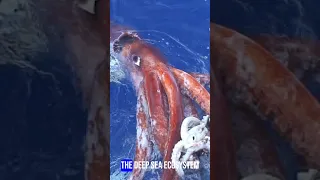 Mysteries of the Giant Squid