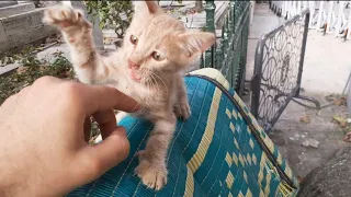 Two Cute Very Sweet Kittens and mother kitty.