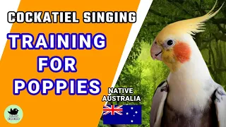 Birds Singing - COCKATIEL TRAINING FOR POPPIES,  Cockatiel Singing