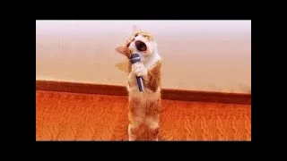 Best Of 2020 - Top Funny Pet Videos - TRY NOT TO LAUGH