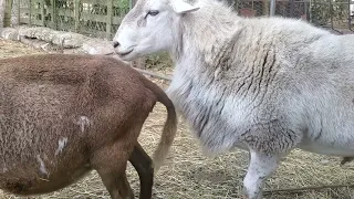 katahdin breeding