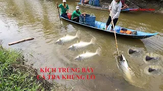 fishing | kích cá trúng bầy cá tra khổng lồ gần 100kg