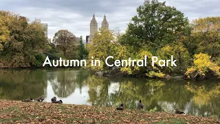 nyc diaries 🍂 autumn in central park, fall colors in the city