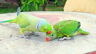 Talking Ringneck Parrot Greeting Baby Parrot and Teaching How To Eat