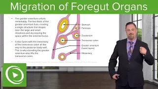 Foregut Organs: Omentum & Mesenteries – Embryology | Lecturio