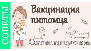 Вакцинация животных, советы ветеринара