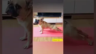 Funny Dog |Cute & Funny Dog #shorts #tiktok #youtube #shortsvideo #bts #shortvideo #doglover #videos