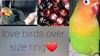 #lovebirds oversized ring of lovebirds aur Ring Ka ring banane ka tarika ❤❤