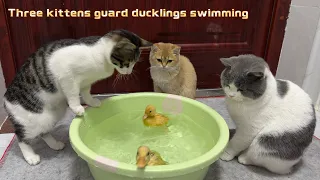 The kitten is afraid that the duckling will drown.  Three kittens guard ducklings swimming