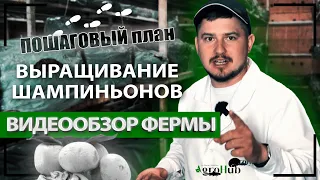 Как новичку начать выращивать шампиньоны с нуля. Пошаговый план с видеообзором фермы