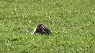 Torenvalk vrouwtjes vechten met elkaar