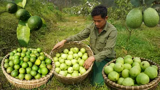 Harvest the garden of guava, lemon and bring it to the market to sell, build a wooden kitchen EP 35