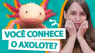 TUDO SOBRE AXOLOTE - Guia da espécie 🦎