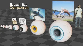 Animals Eye Size Comparison in 3D 2024 | Monster Eye