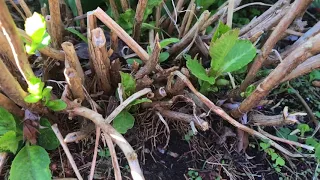 Hydrangea Care Old and New Growth