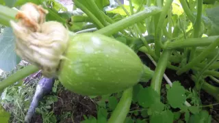 [Full] Pumpkin growth time-lapse: from the seed to the mature fruit in 108 days and nights