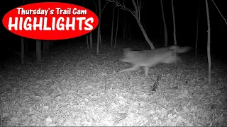 Coyote chases deer, Bobcat sneaks, Turkeys, Buck eats bush: Thursday's Trail Cam Highlights 1.5.23