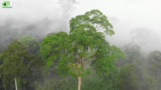 Beautiful Rainforests of Sabah