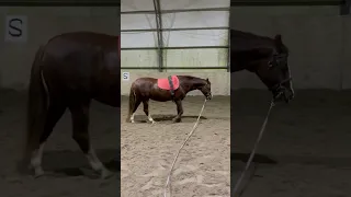 Как отучить лошадь убегать с корды? Честно?