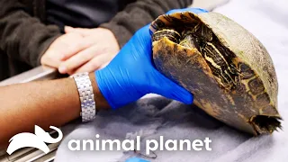 Dr. Ross Rescues a Turtle in Desperate Need of Help | The Vet Life | Animal Planet