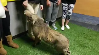 Kristy from Wildlife World Zoo brought in Waylon the Warthog!