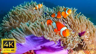 Underwater World 4K ULTRA HD – Marine Life, Sea Animals and Coral Reef